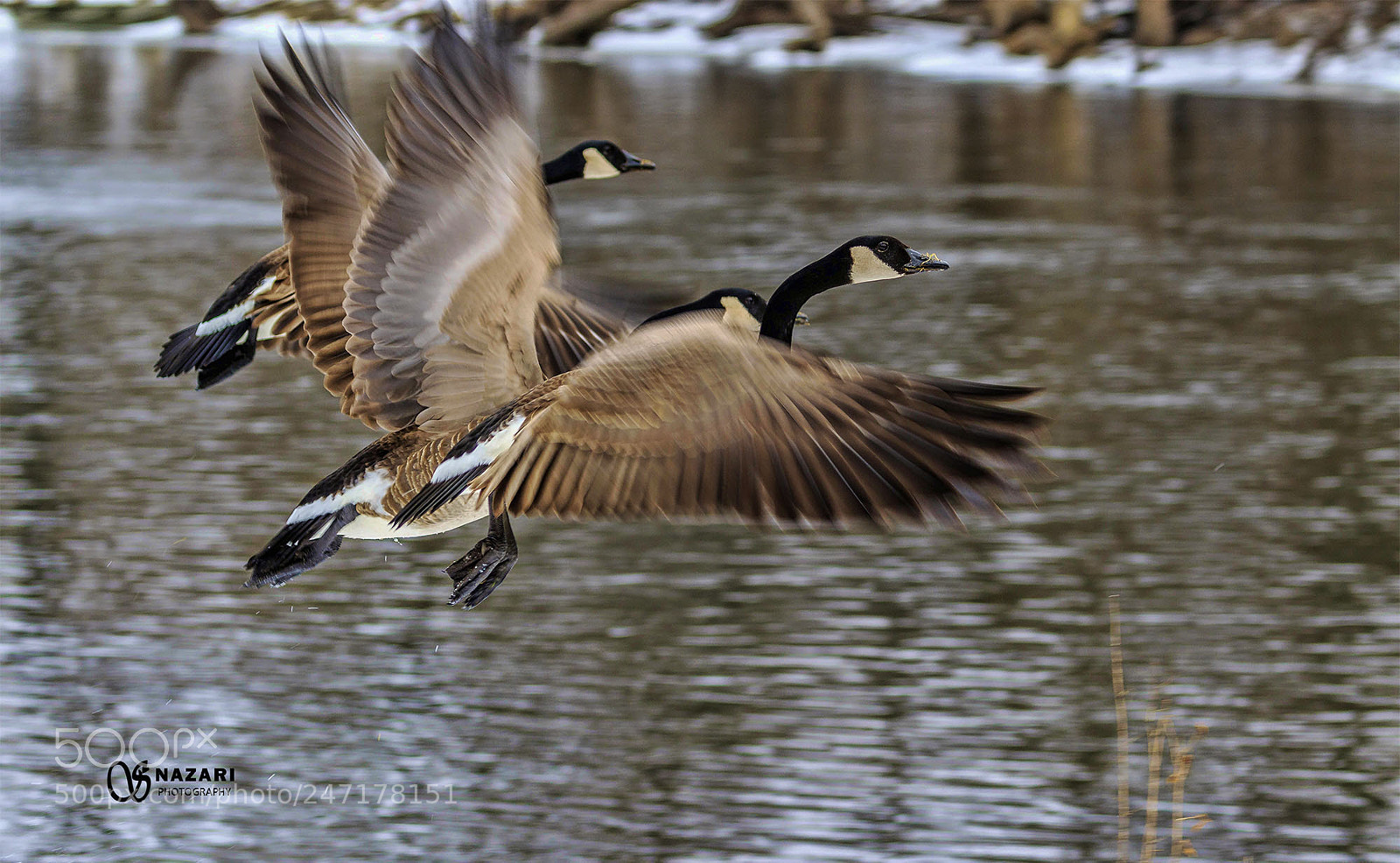 Canon EOS 7D Mark II sample photo. Wings photography