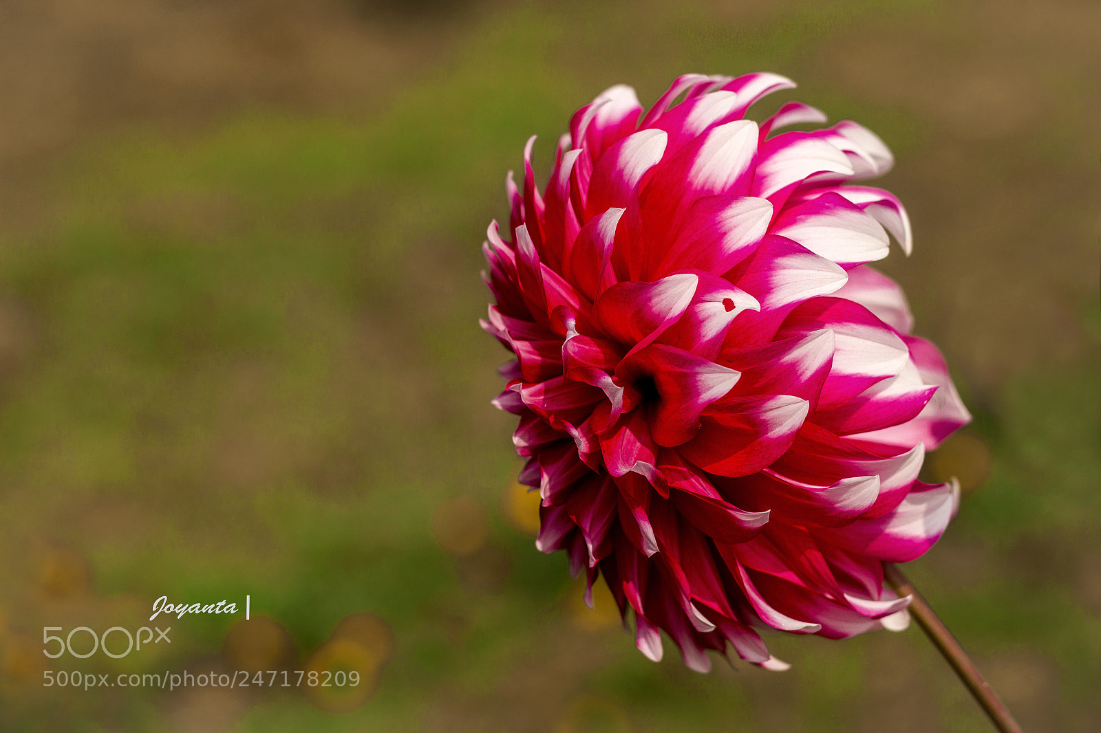 Canon EOS 700D (EOS Rebel T5i / EOS Kiss X7i) sample photo. Dahlia photography