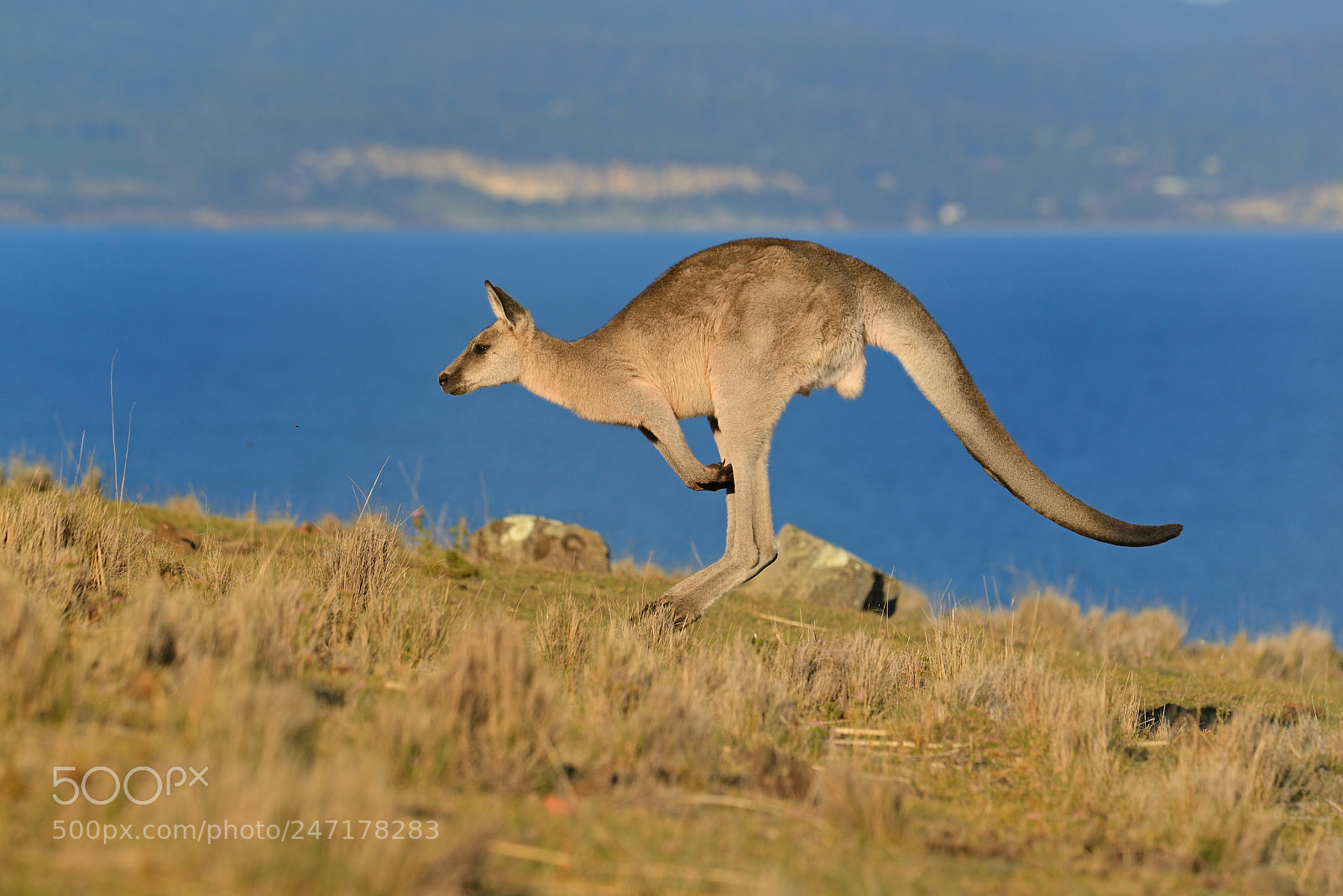 Nikon D800E sample photo. Forester eastern grey kangaroo photography