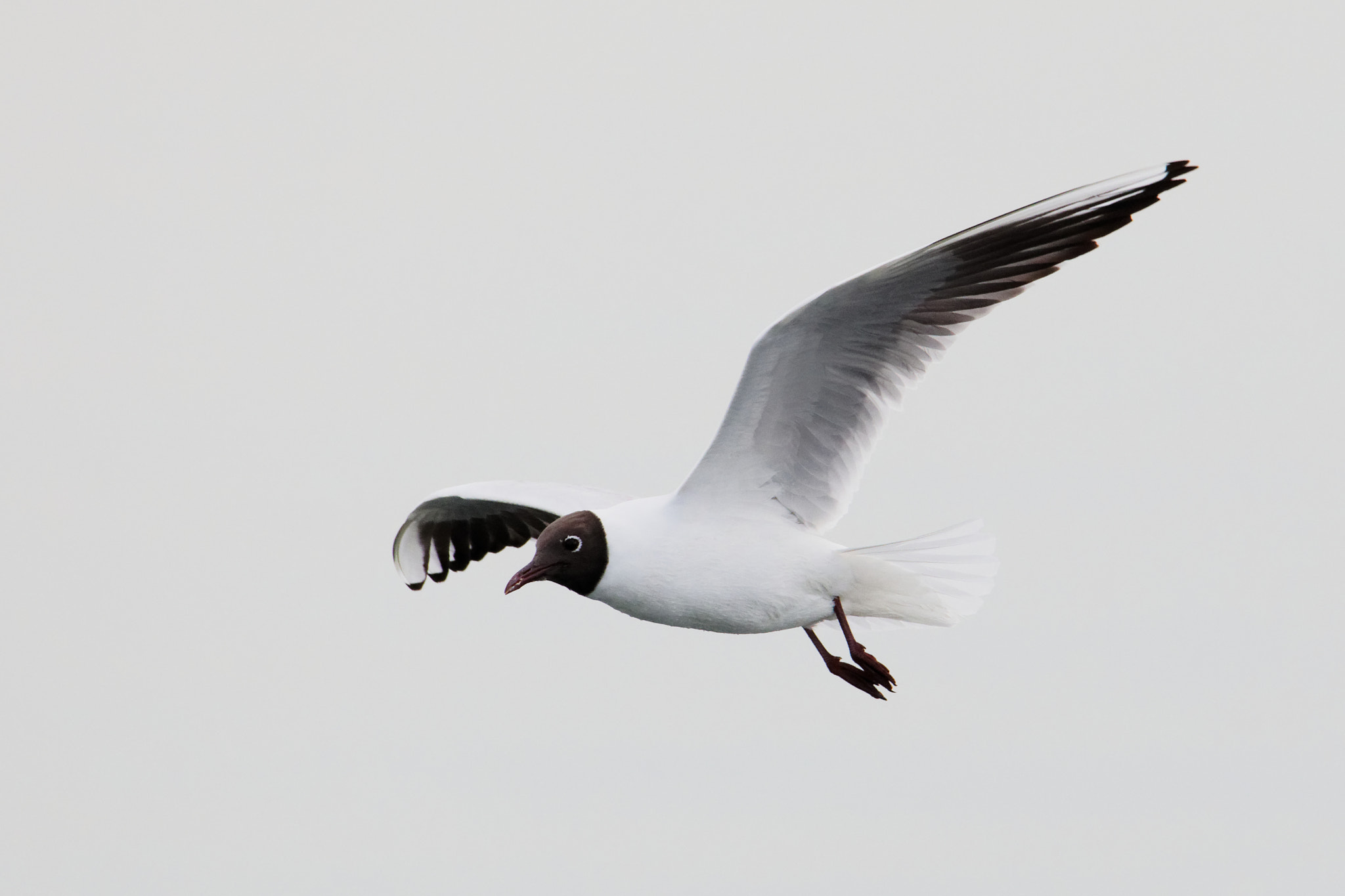 Canon EOS 5D Mark IV + Canon EF 100-400mm F4.5-5.6L IS II USM sample photo. Birdwatching: brown headed gull. photography