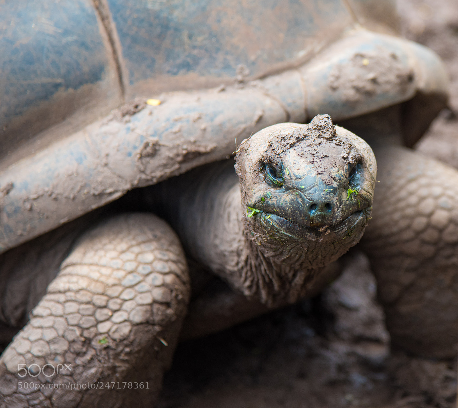 Nikon D810 sample photo. Mauritian turtle photography