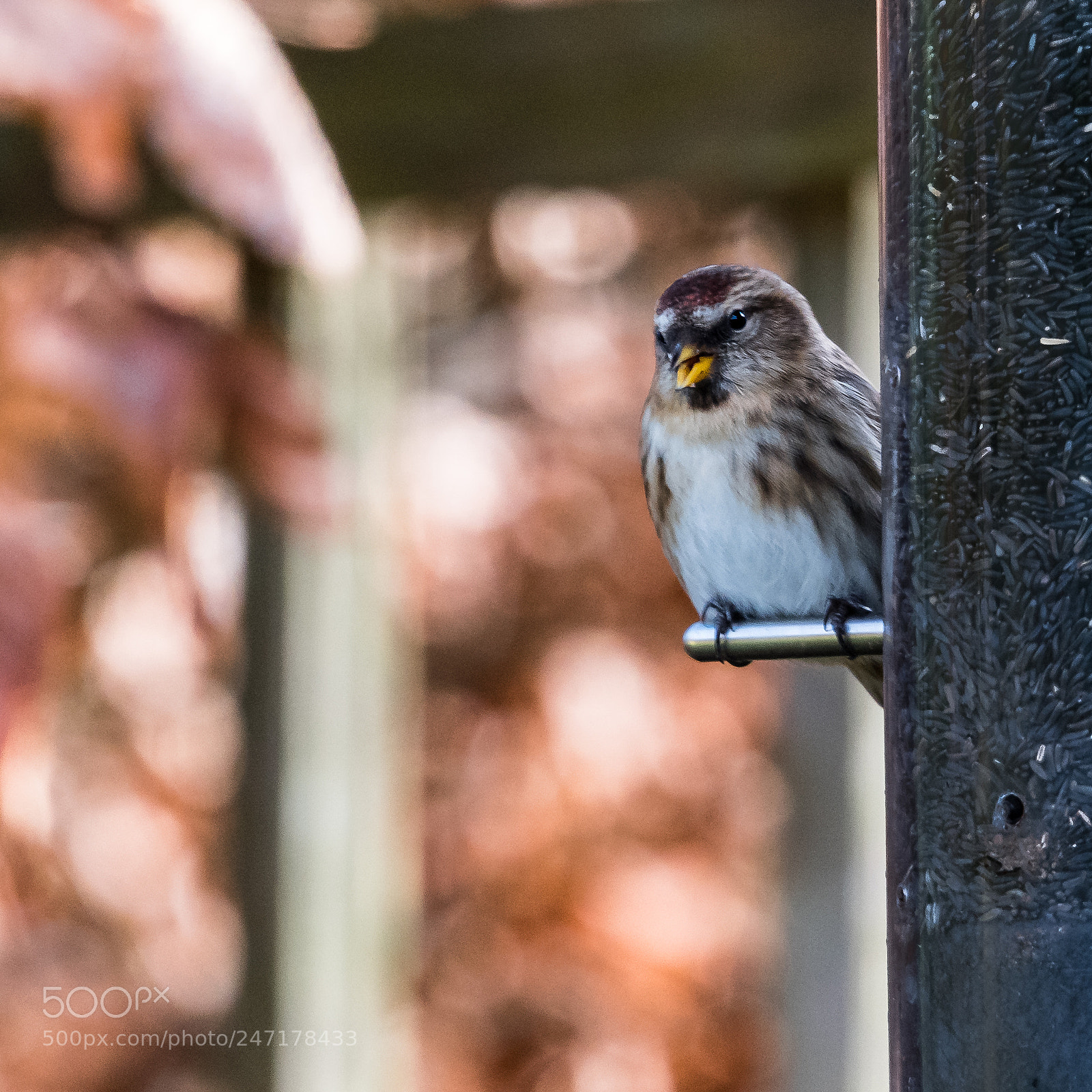 Nikon D850 sample photo. Bright eyes photography