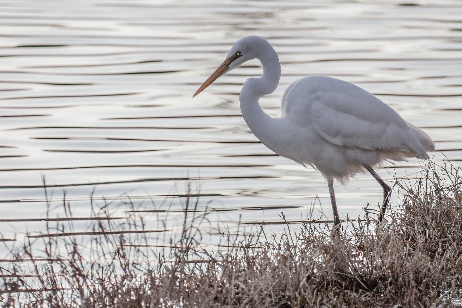 Canon EOS 550D (EOS Rebel T2i / EOS Kiss X4) sample photo. Egret at the water's photography