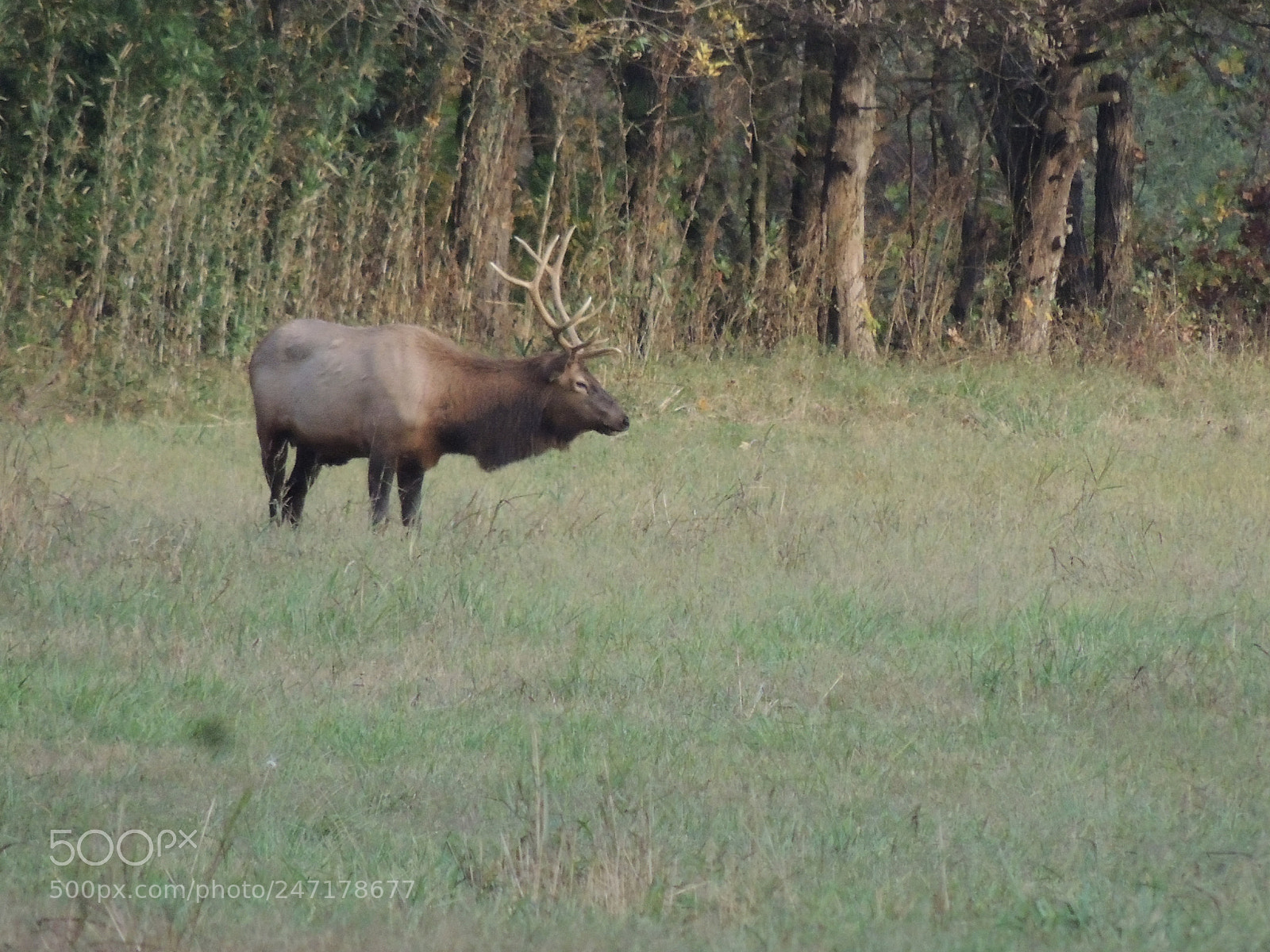 Nikon Coolpix P510 sample photo. Elk at buffalo national photography