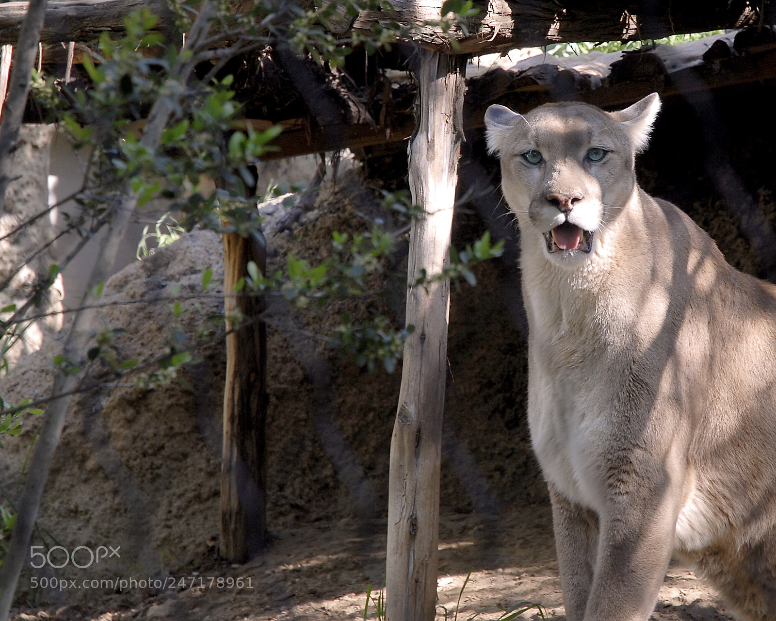 Nikon D200 sample photo. Cougar photography