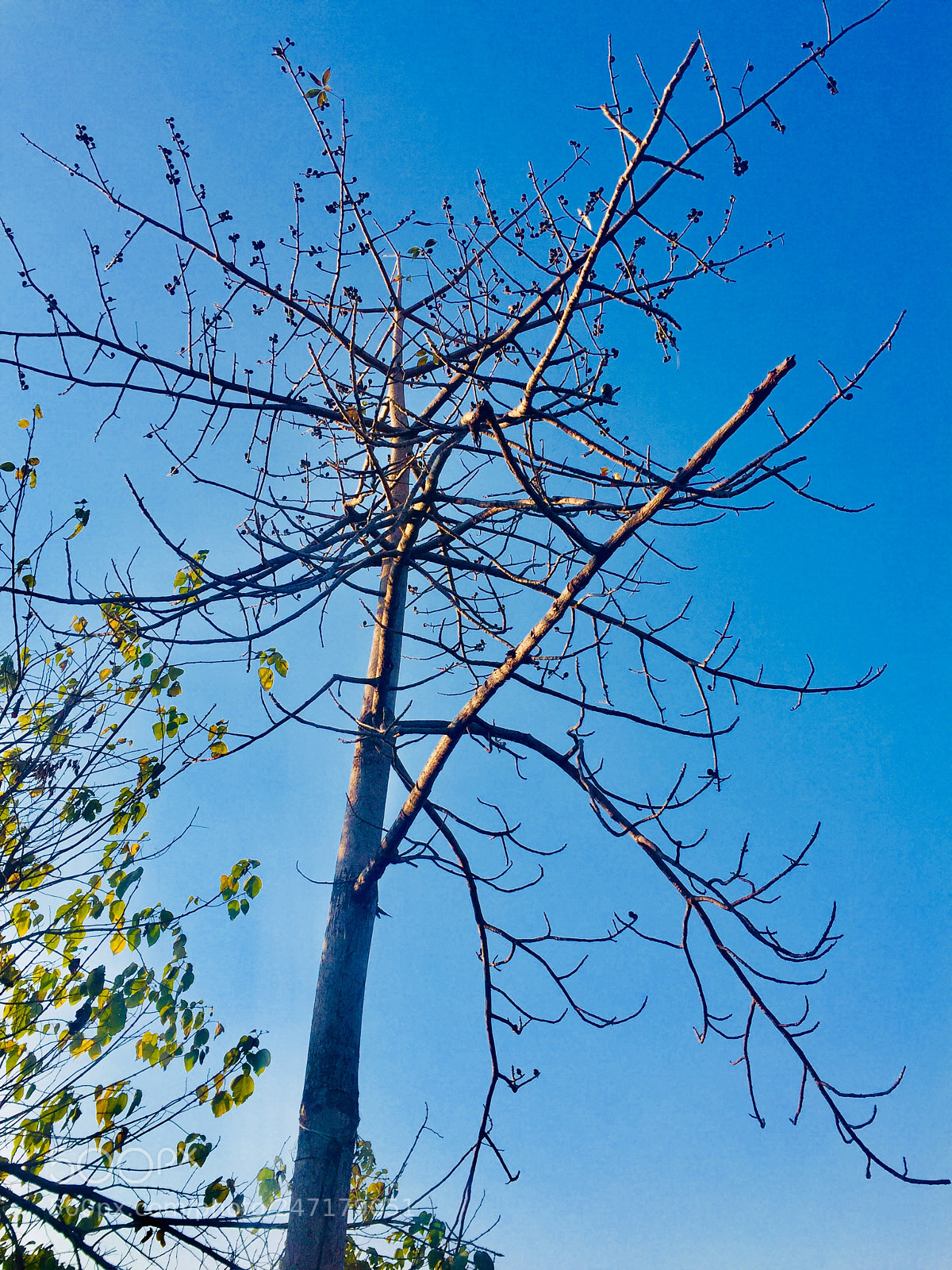 Apple iPhone 6 sample photo. Untitled photography