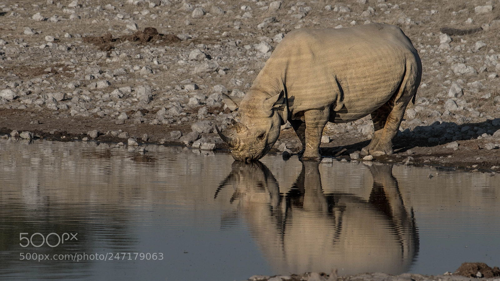Pentax K-5 II sample photo. Black rhino reflection photography
