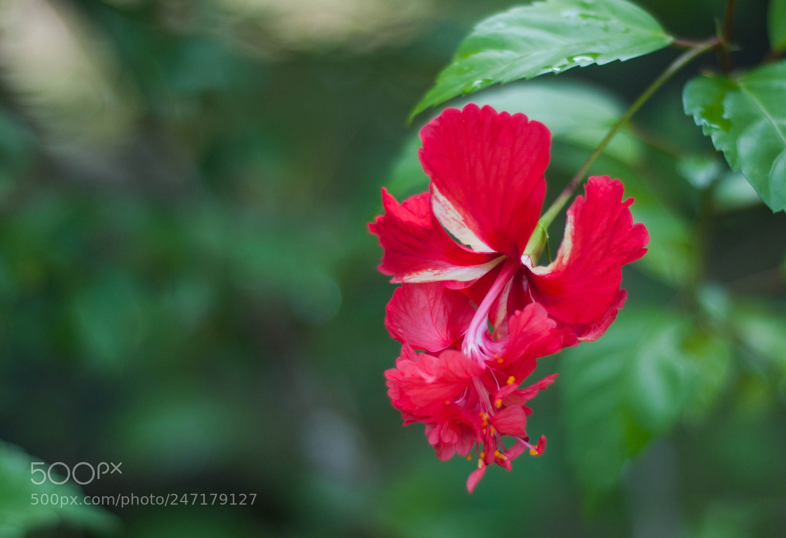 Nikon D90 sample photo. Gumamela photography