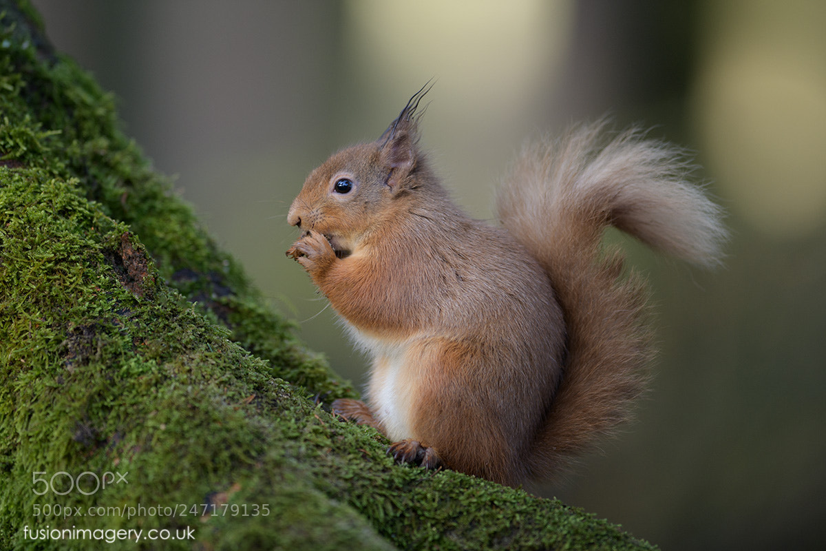Nikon D850 sample photo. Another squirrel.............. photography