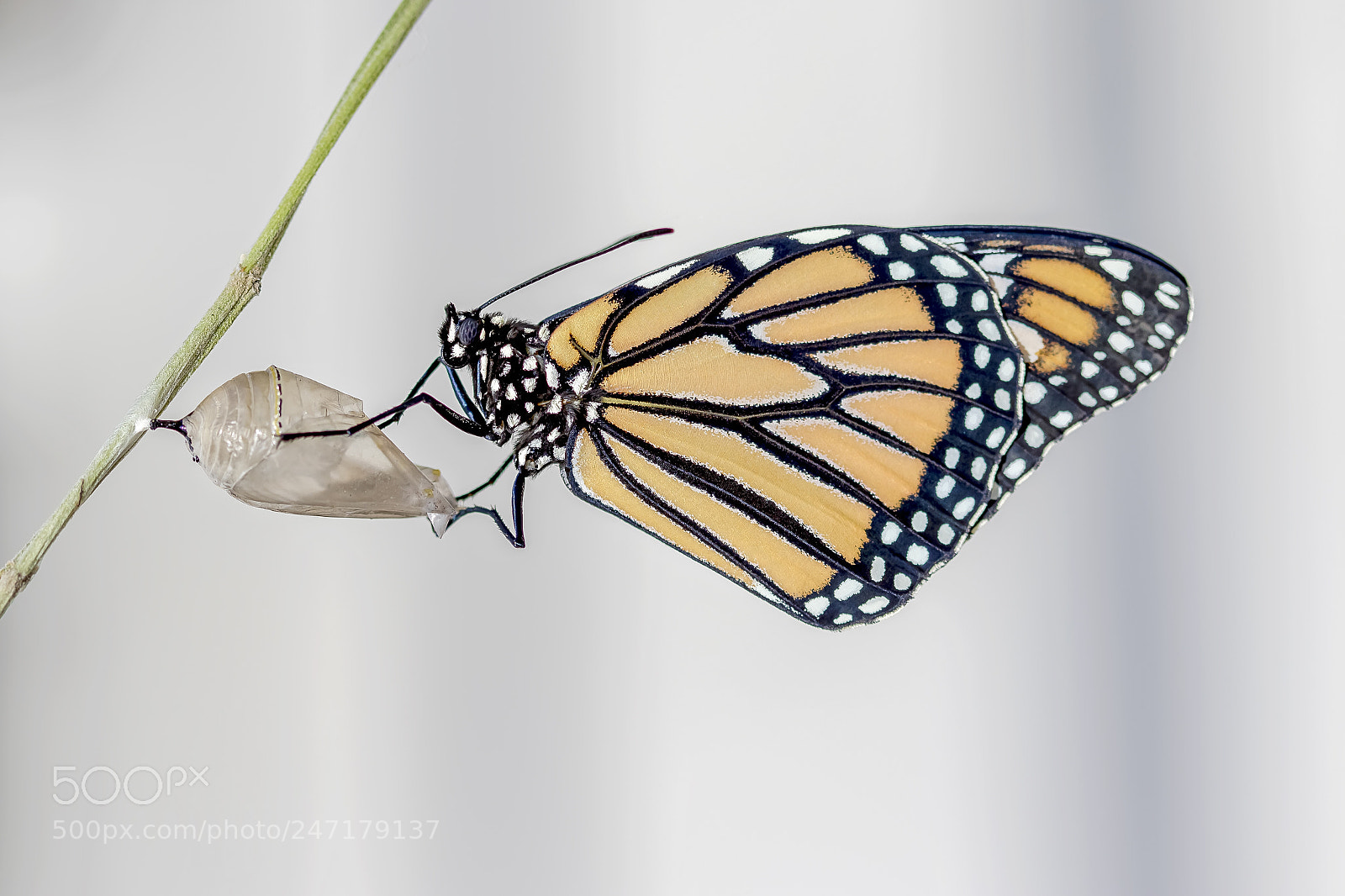 Canon EOS 7D Mark II sample photo. Monarch butterfly photography