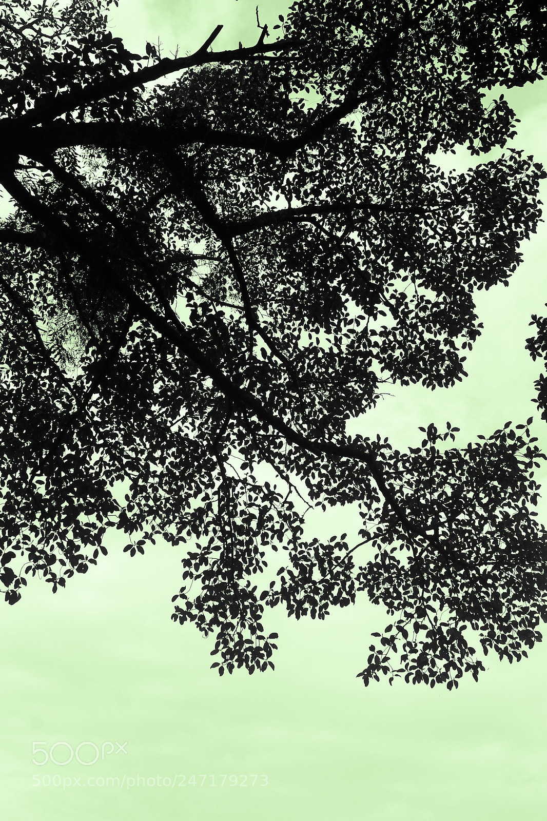 Canon EOS 1100D (EOS Rebel T3 / EOS Kiss X50) sample photo. Abstract tree photography