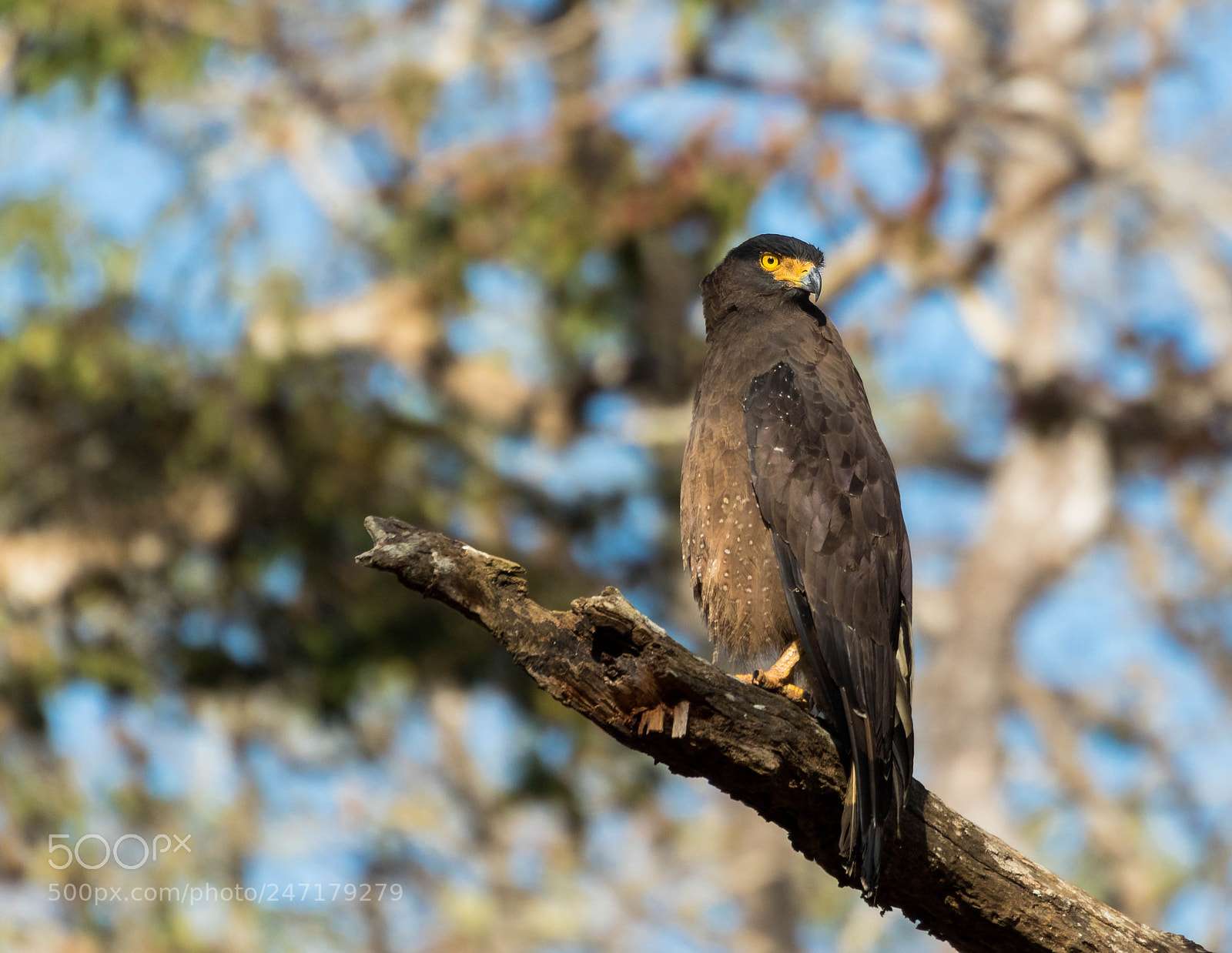 Canon EOS 7D Mark II sample photo. Serpent eagle photography