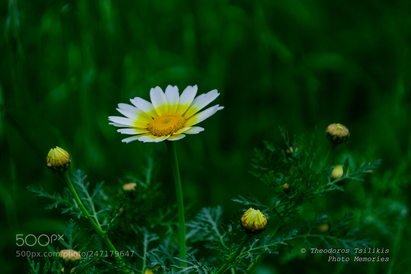 Nikon D7200 sample photo. Focus in foreground photography