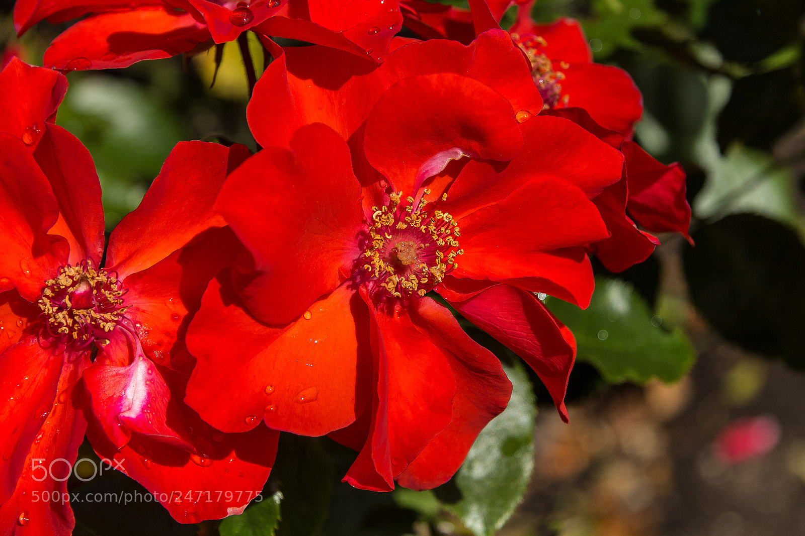 Canon EOS 60D sample photo. Rose 'bright eyes' photography