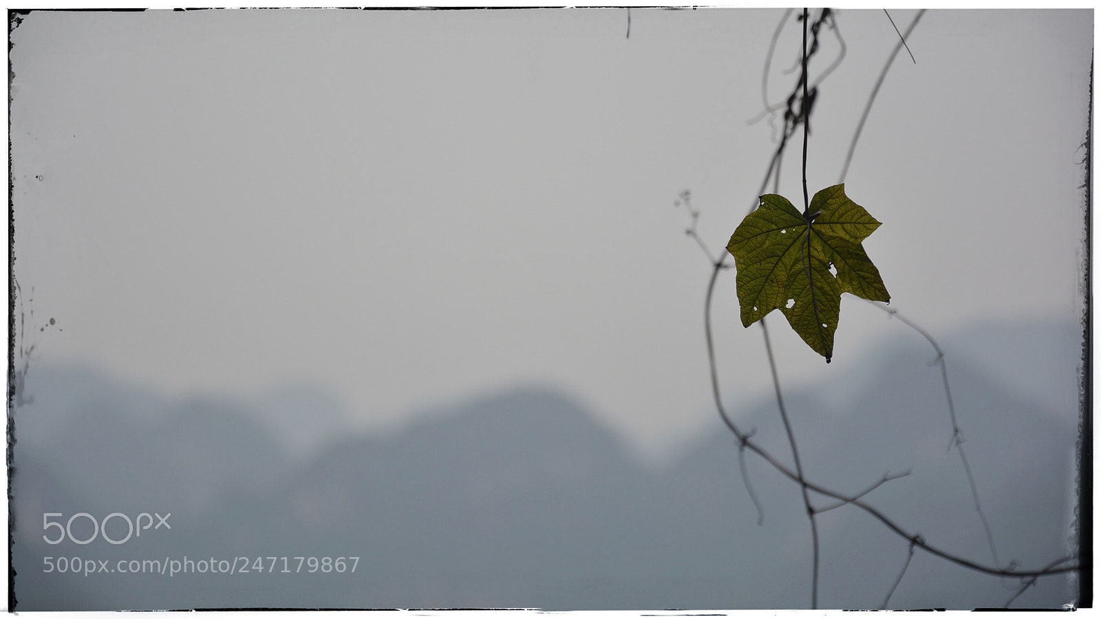 Nikon D5200 sample photo. Leaf alone photography