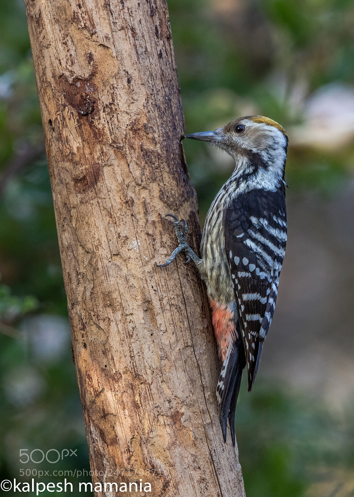 Canon EOS 5DS R sample photo. Brown fronted woodpecker photography