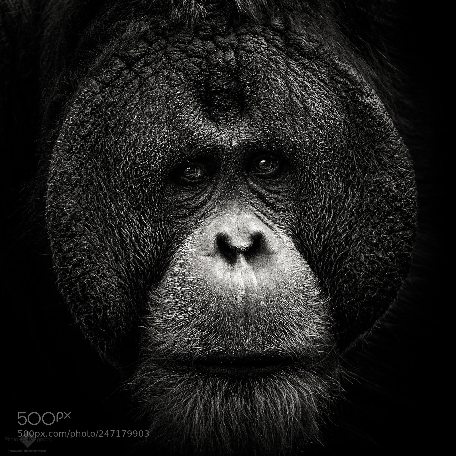Nikon D7100 sample photo. Orang utan photography