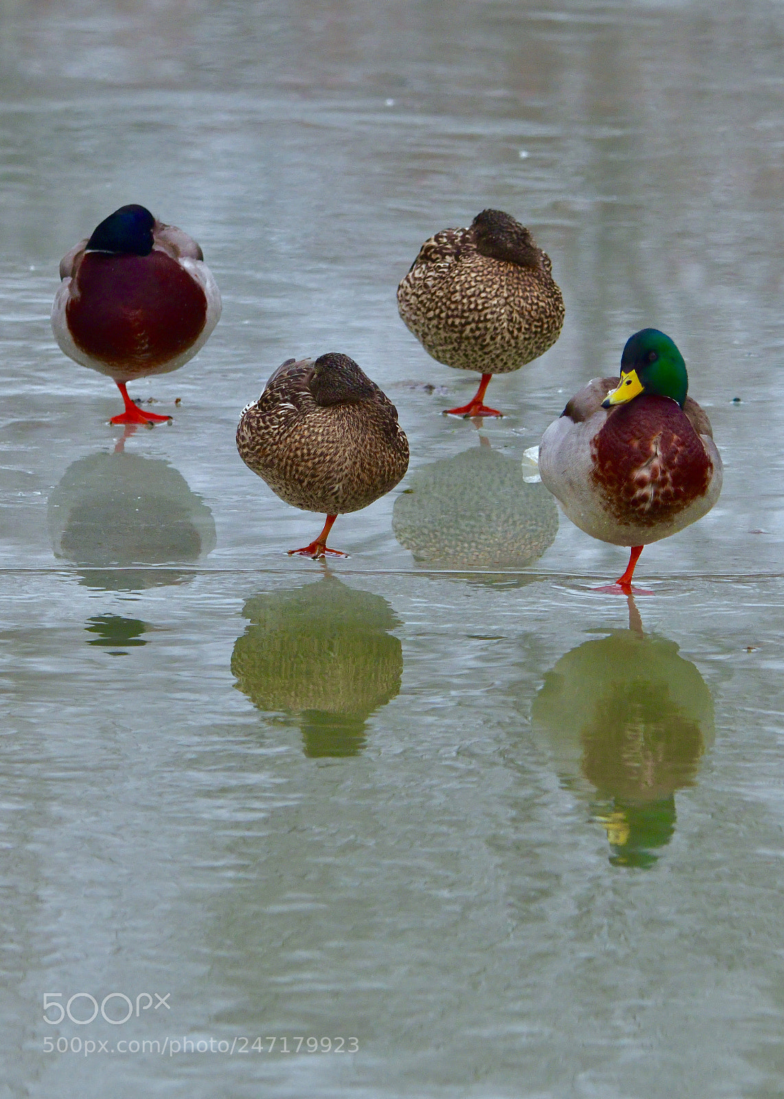 Nikon D850 sample photo. Mallard winter olympics photography