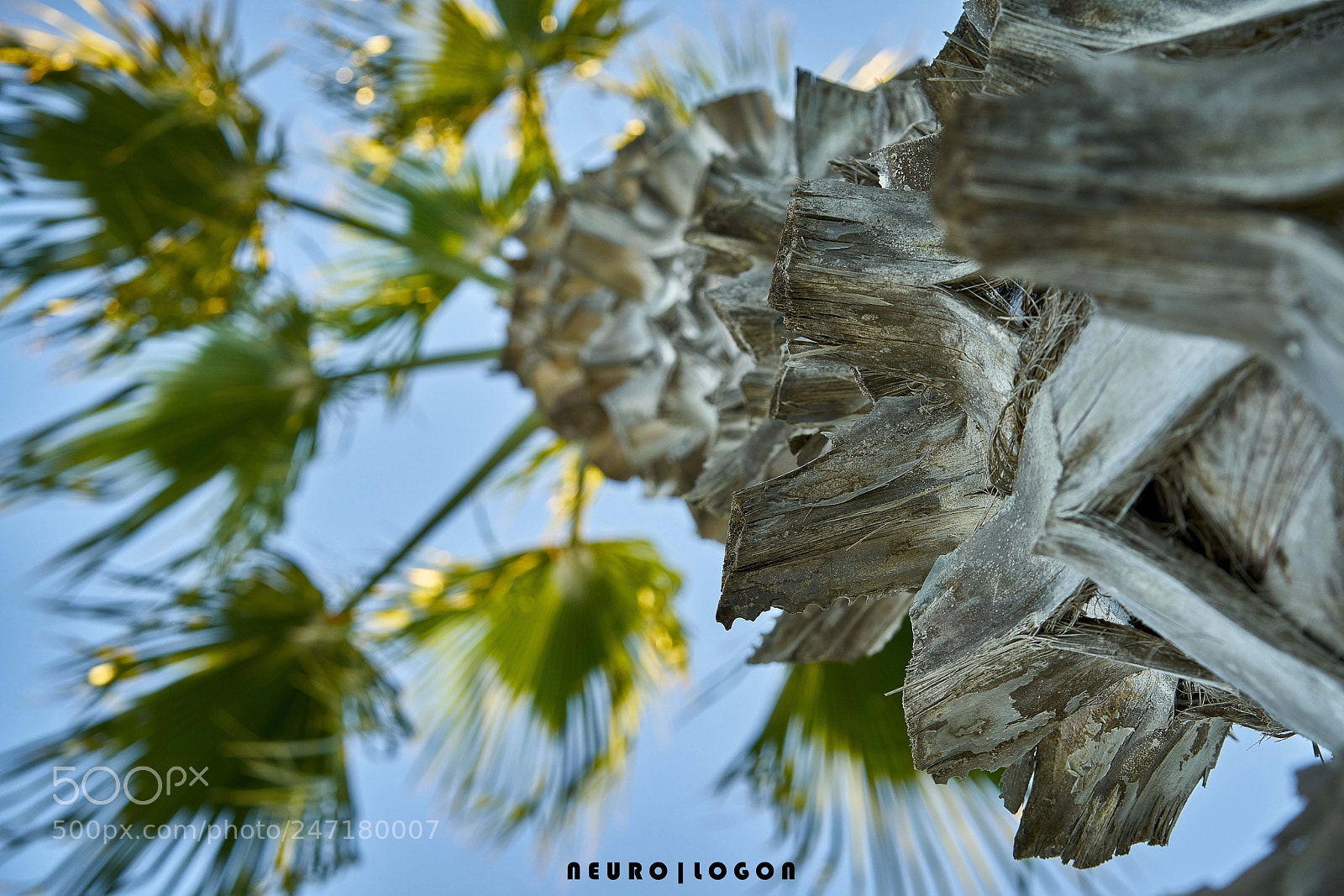 Sony a7R II sample photo. Palm trunk photography