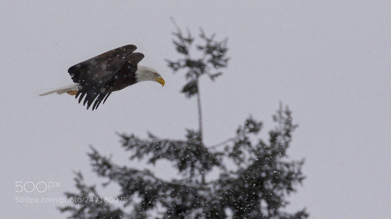 Canon EOS 7D Mark II sample photo. Winter flight photography