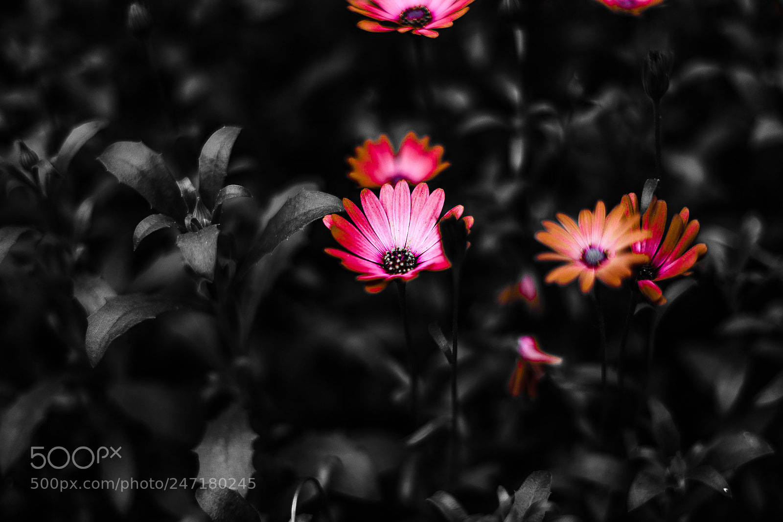 Sony a7R II sample photo. Pink... photography