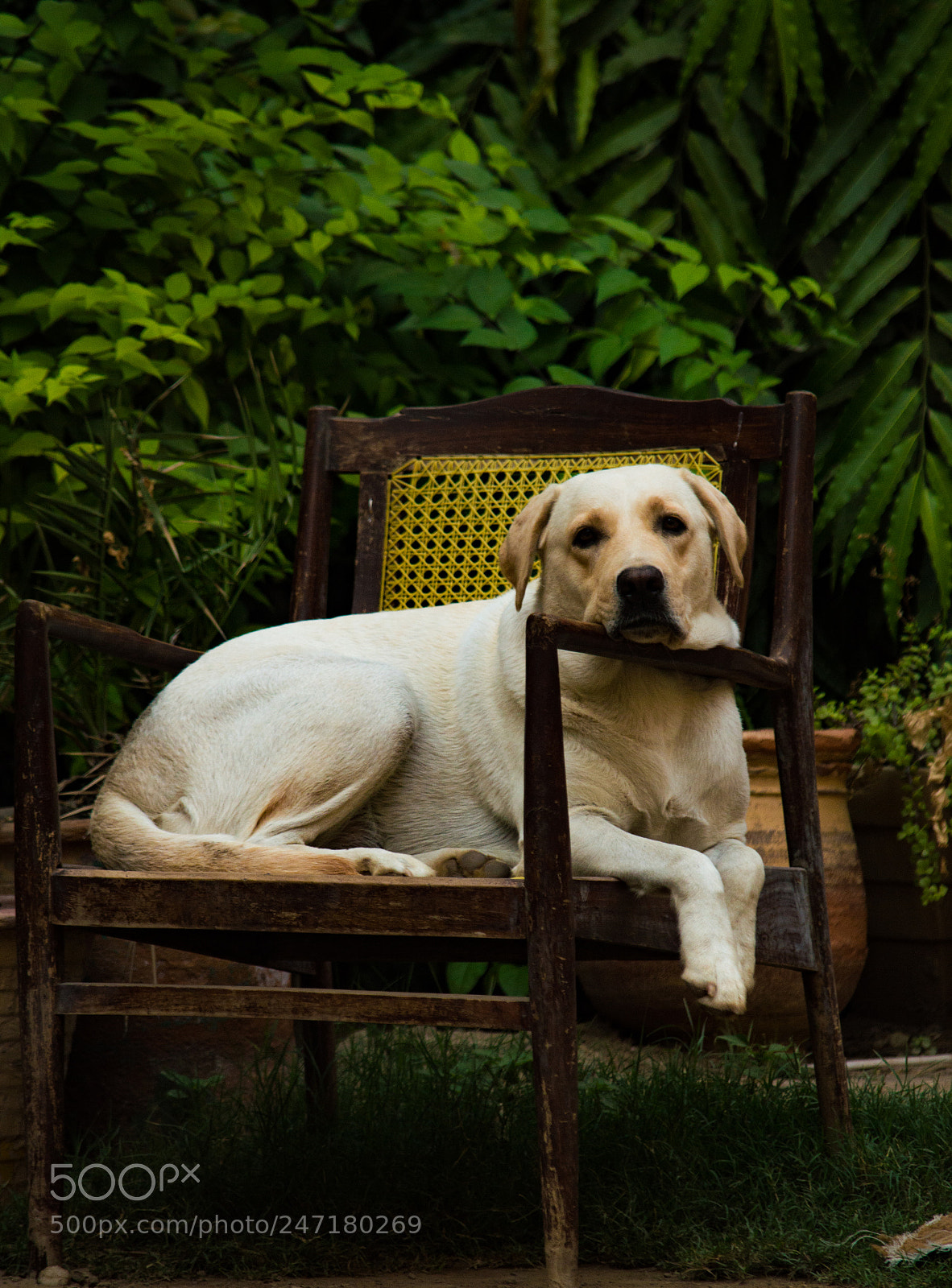 Nikon D3200 sample photo. Lazy days. photography