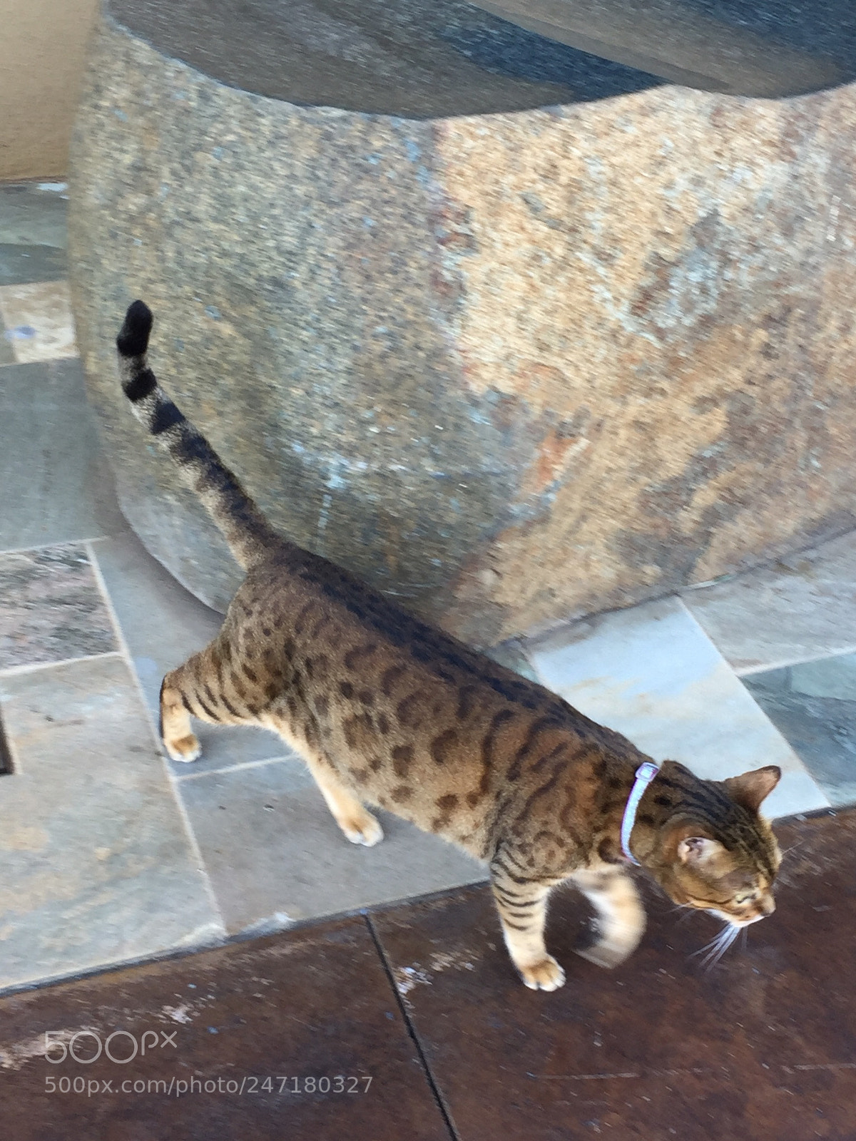 Apple iPhone 6 sample photo. On the prowl photography