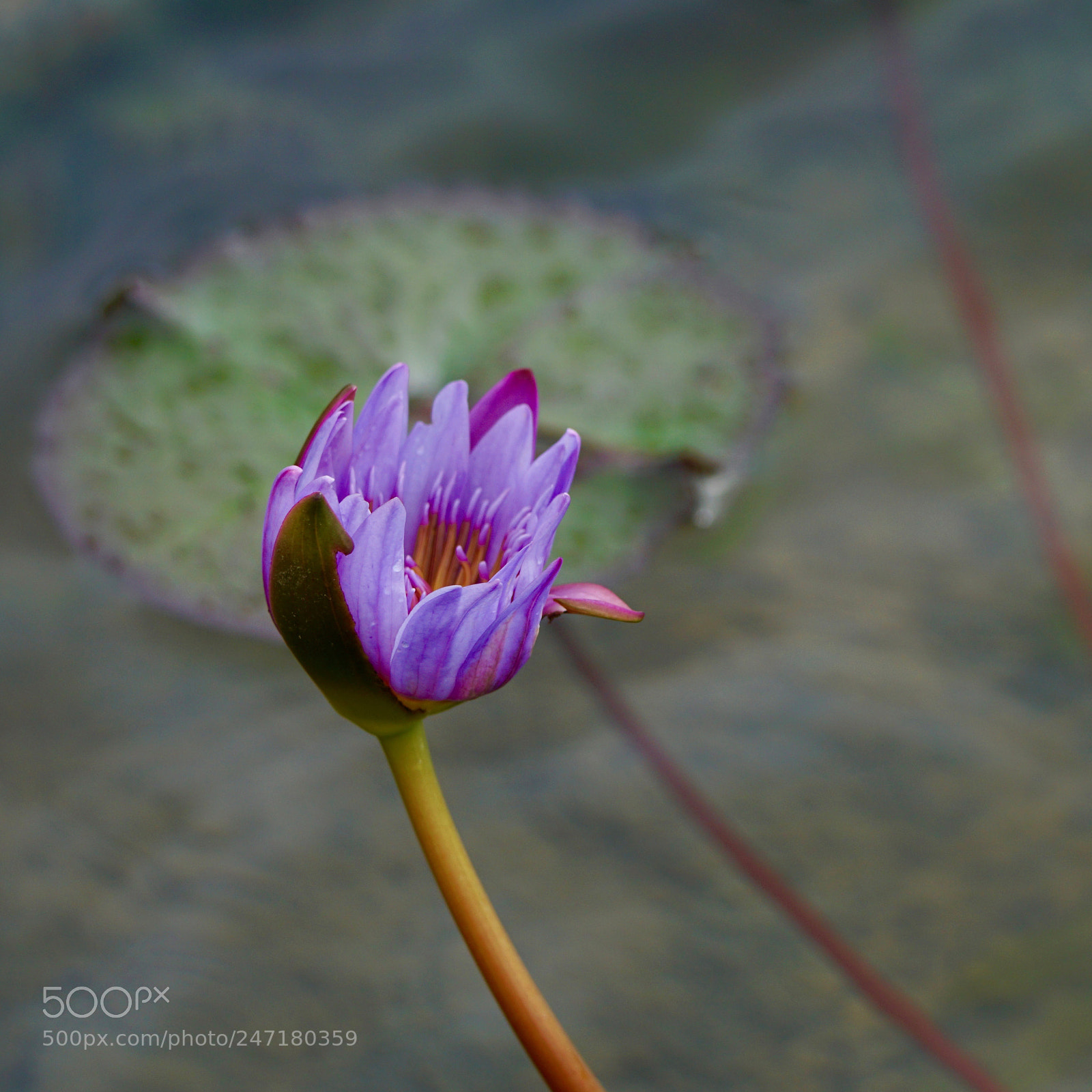 Sony a6300 sample photo. Lotus photography