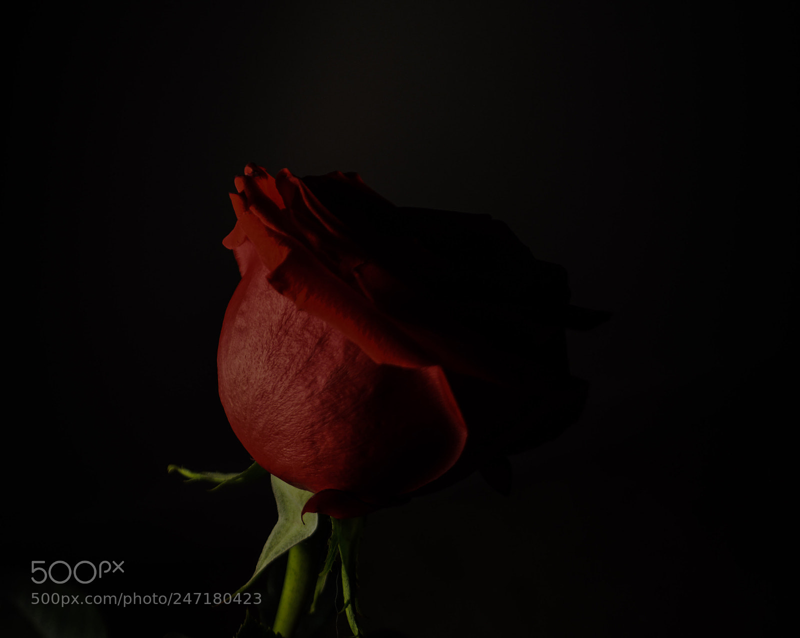 Nikon D5200 sample photo. Rosie red photography