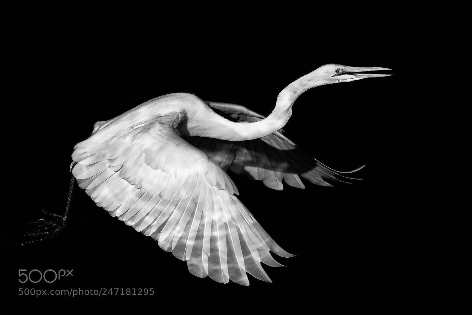 Canon EOS-1D Mark IV sample photo. Great white egret photography