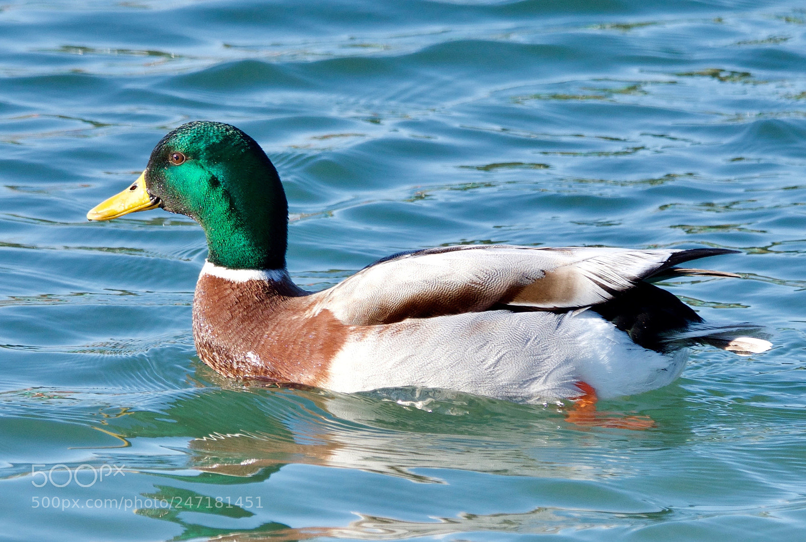 Nikon D500 sample photo. Untitled photography