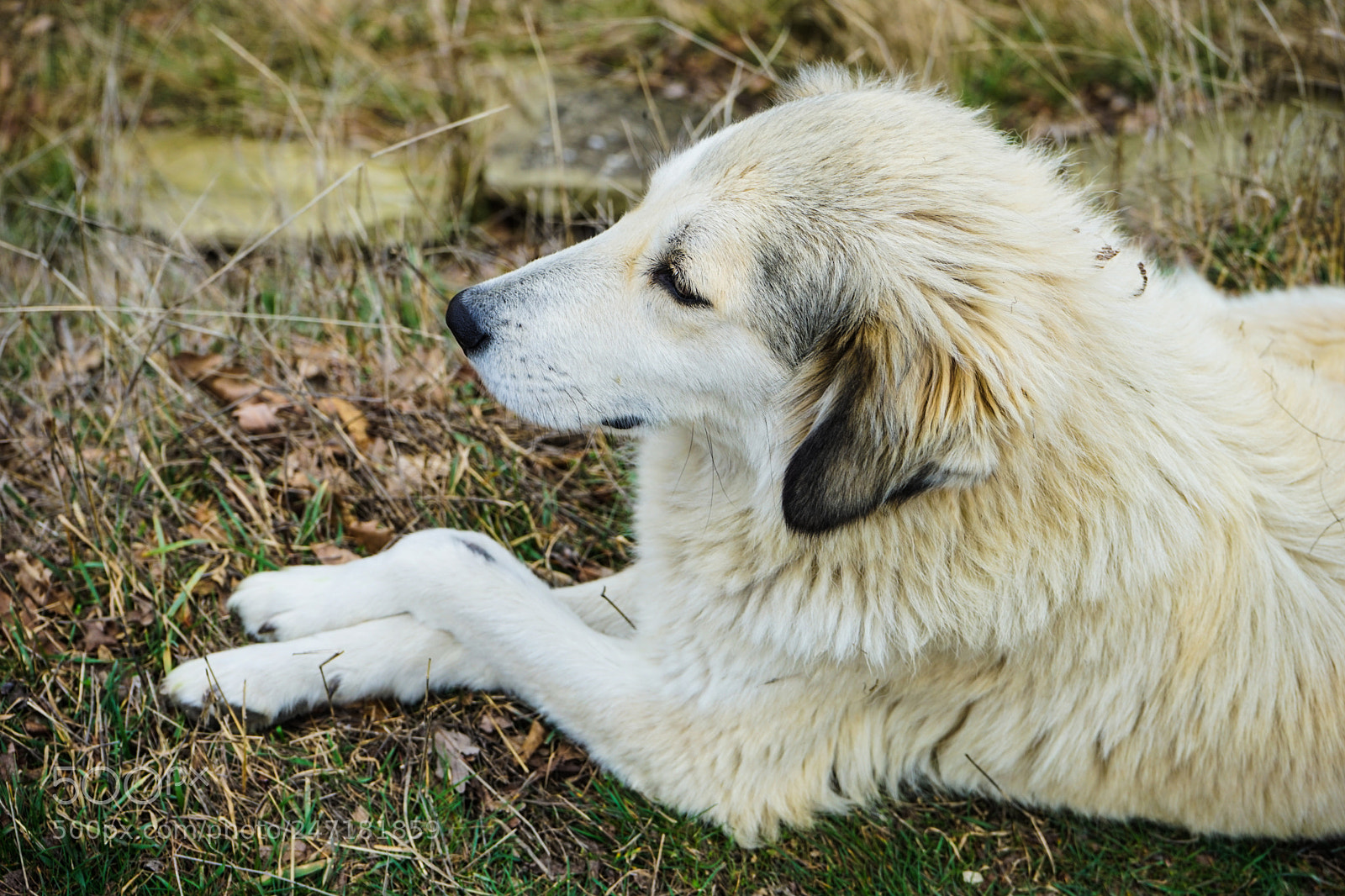 Sony a7 sample photo. Homeless dog outdoor photography