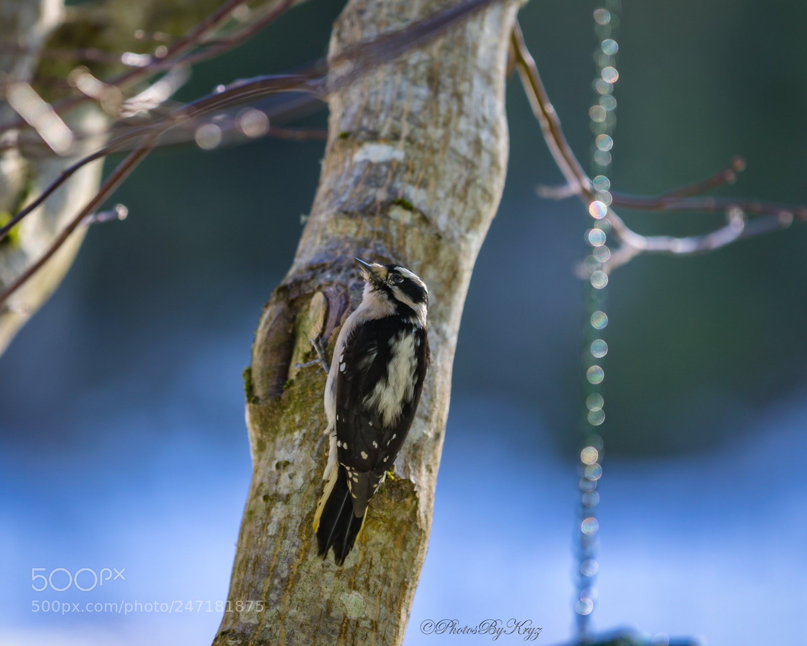 Canon EOS 7D Mark II sample photo. Sleepy downy woodpecker photography