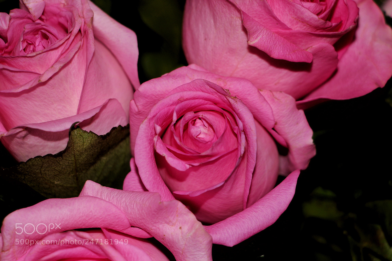 Canon EOS 700D (EOS Rebel T5i / EOS Kiss X7i) sample photo. Roses photography