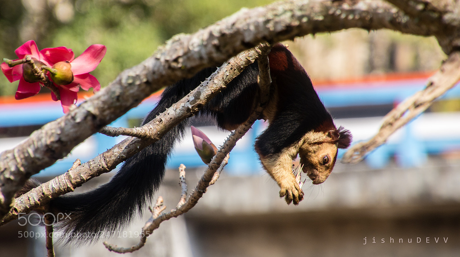 Canon EOS 7D Mark II sample photo. Malabar giant squirrel photography