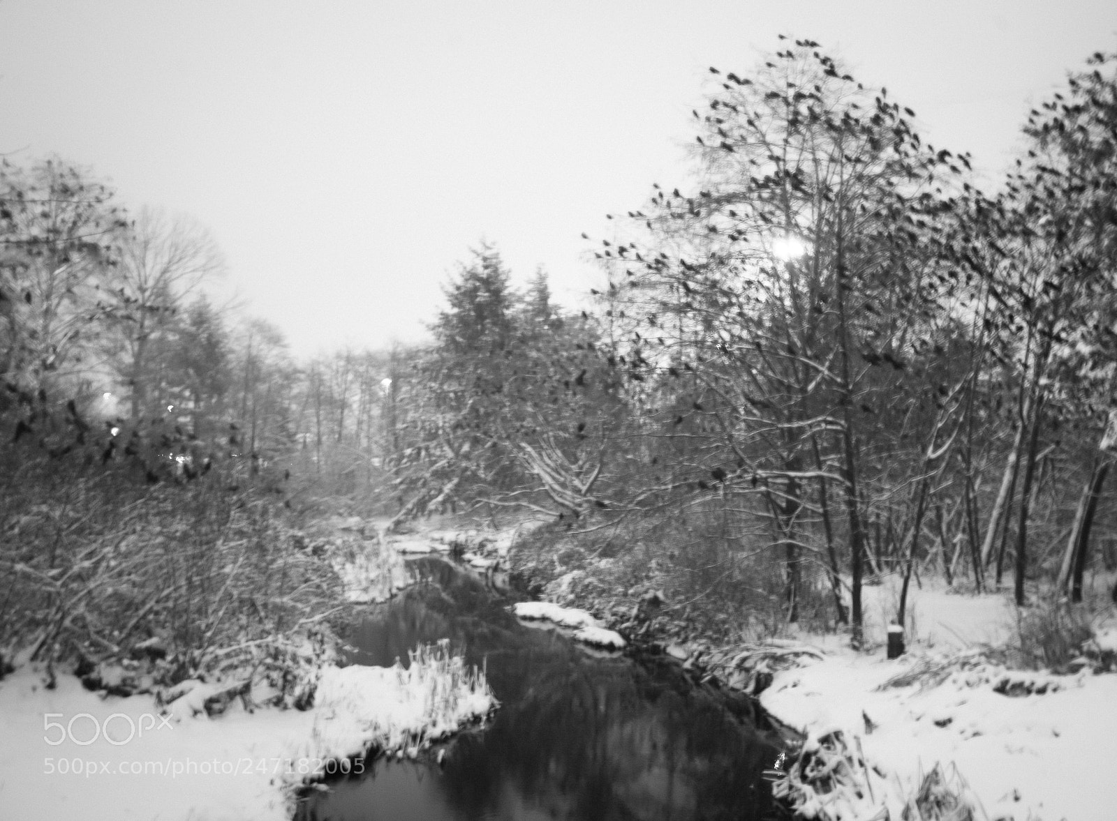 Canon EOS 5D sample photo. Snow crows photography