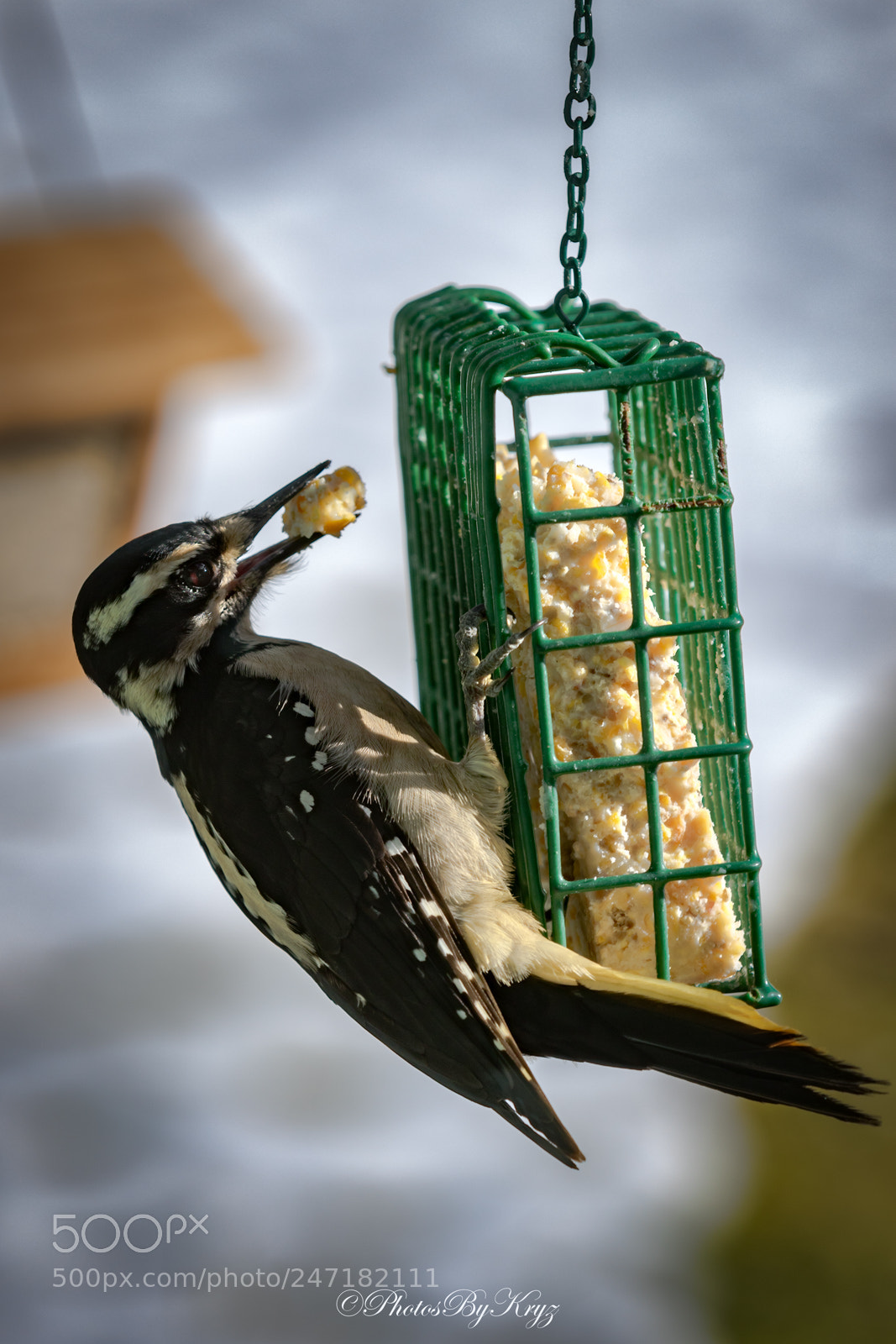 Canon EOS 7D Mark II sample photo. Hungry hairy woodpecker photography