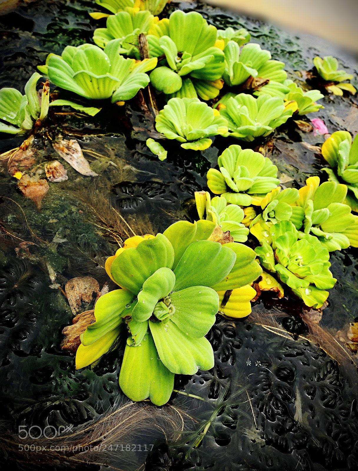Fujifilm X10 sample photo. Untitled photography