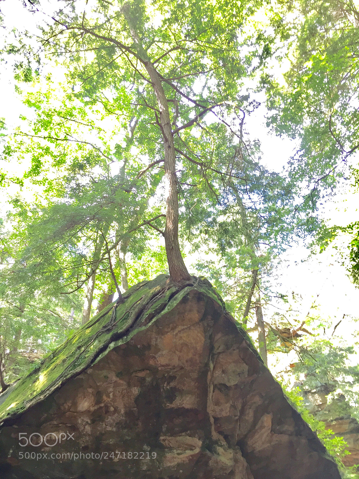 Apple iPhone 6 sample photo. Tree, turkey run state photography