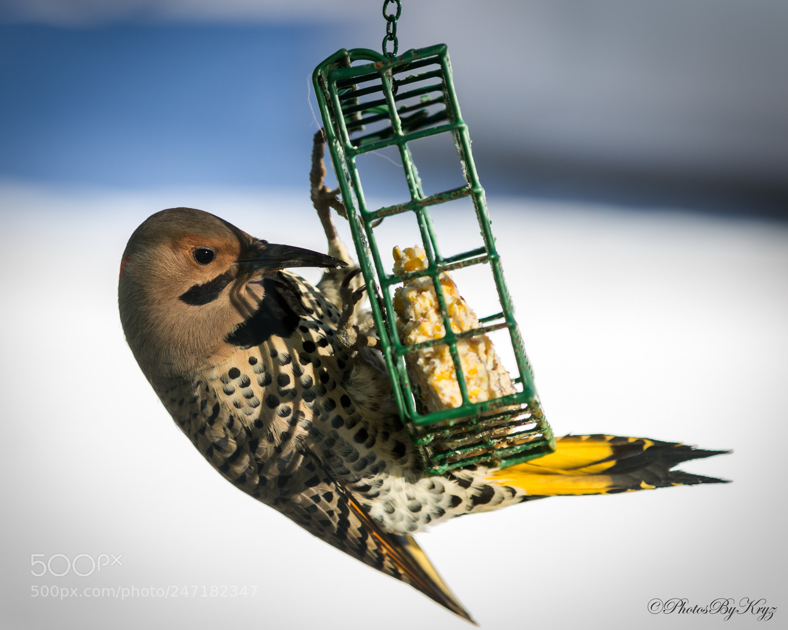 Canon EOS 7D Mark II sample photo. Northern flicker snacking photography
