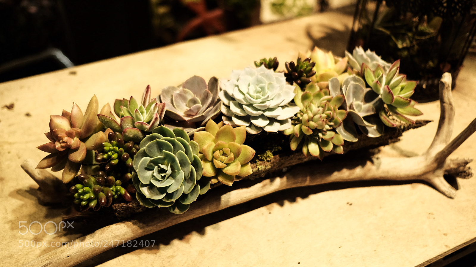 Fujifilm X-E3 sample photo. Flower boat. photography
