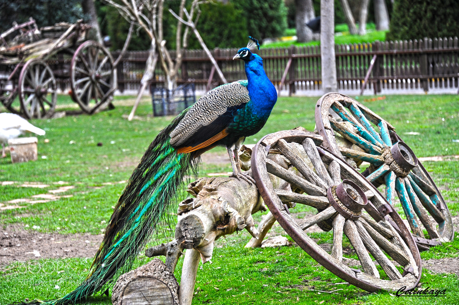 Nikon D3 sample photo. Peacocks photography