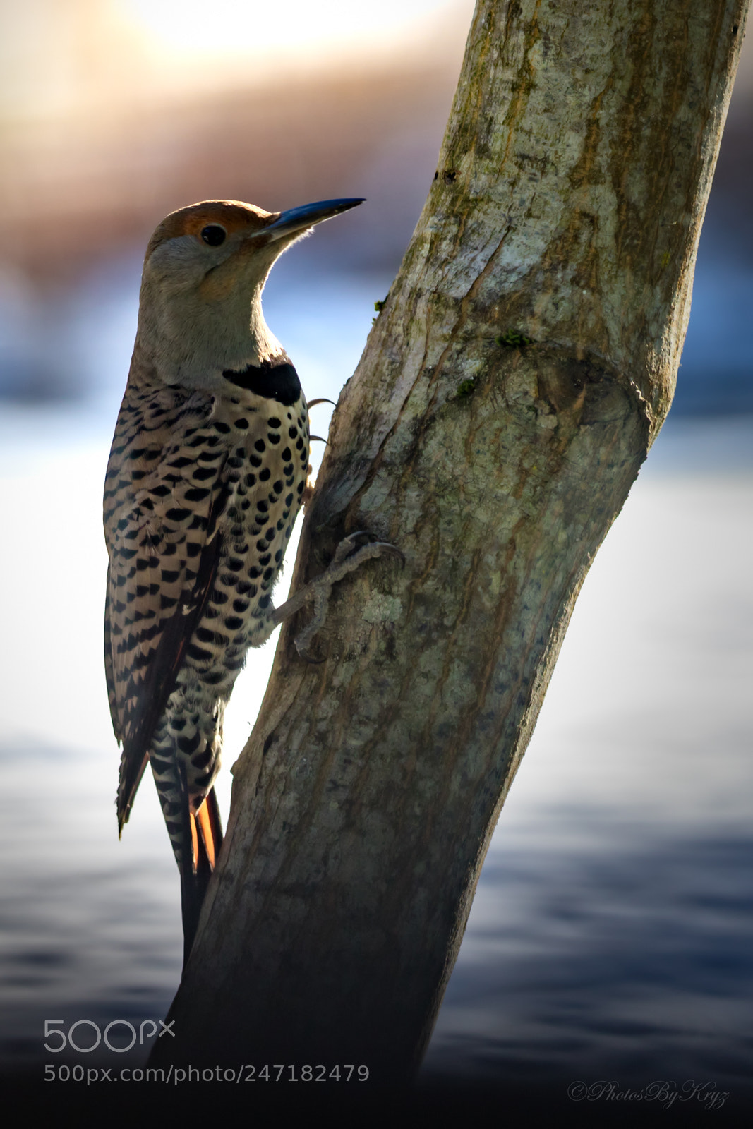 Canon EOS 7D Mark II sample photo. Northern flicker  photography