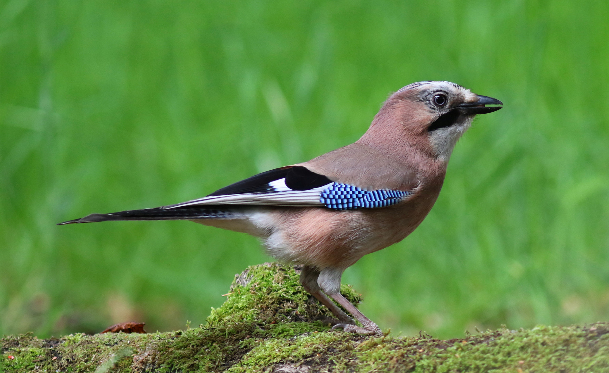 Canon EF 300mm F4L IS USM sample photo. European jay photography