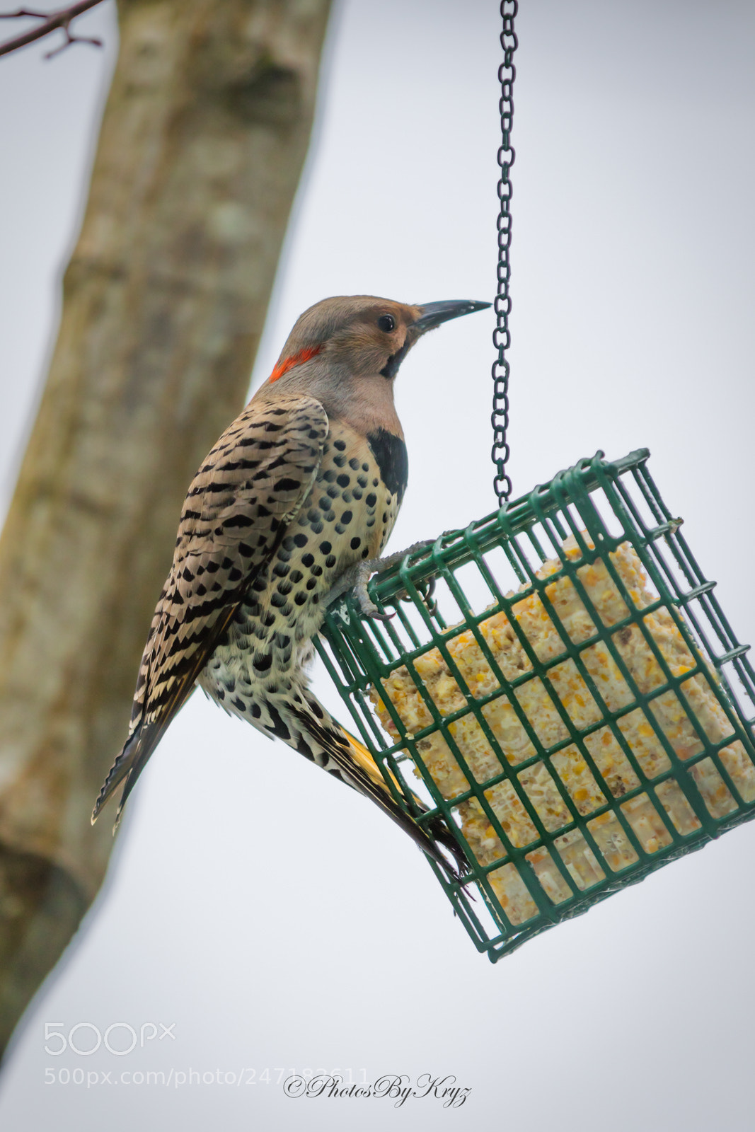 Canon EOS 7D Mark II sample photo. Northern flicker on feeder photography