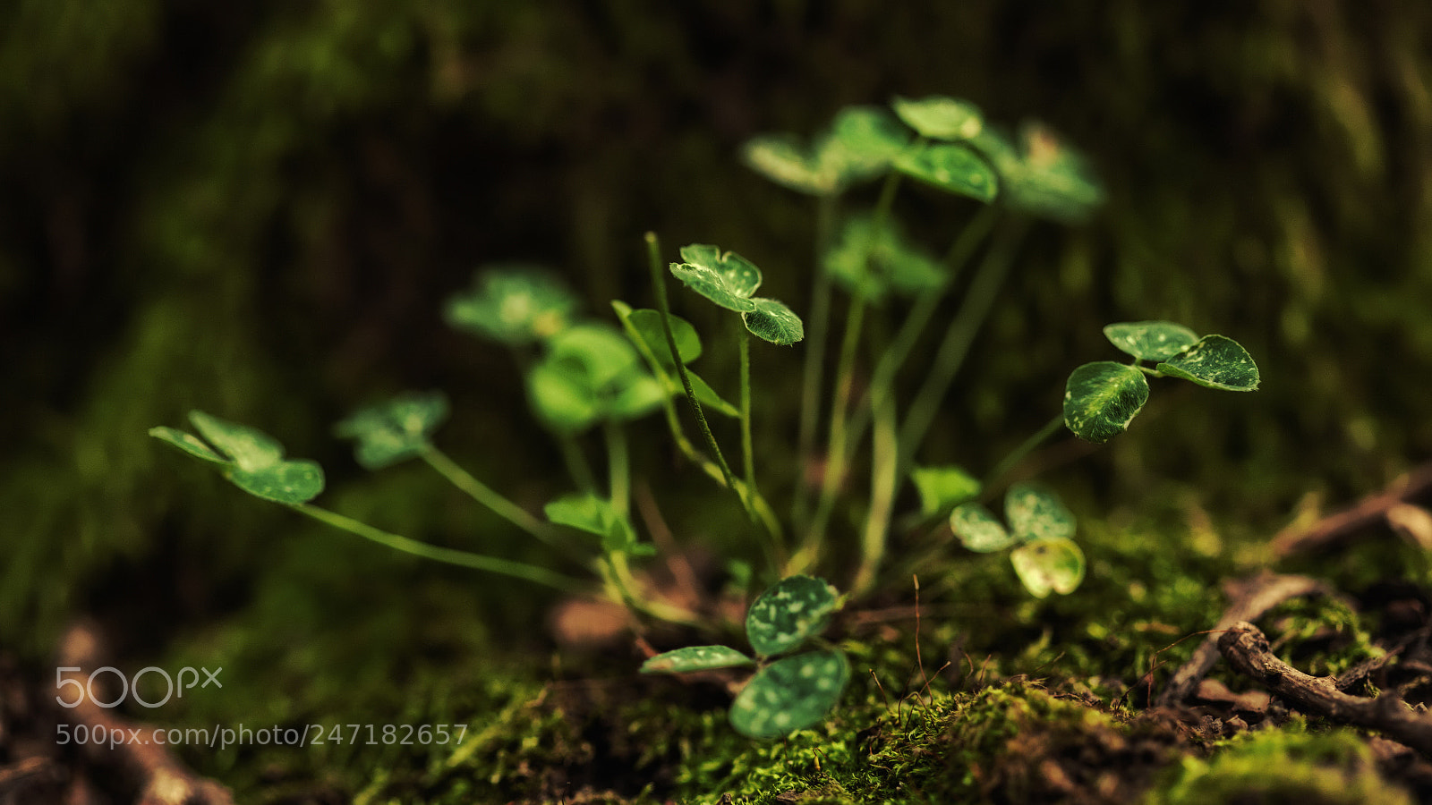 Canon EOS 5D sample photo. - photography