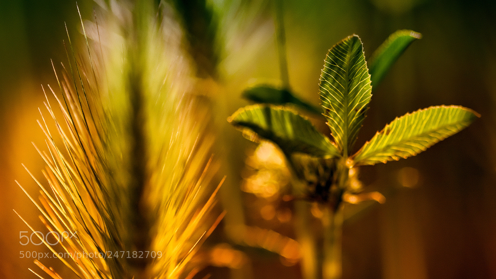 Canon EOS 50D sample photo. - photography
