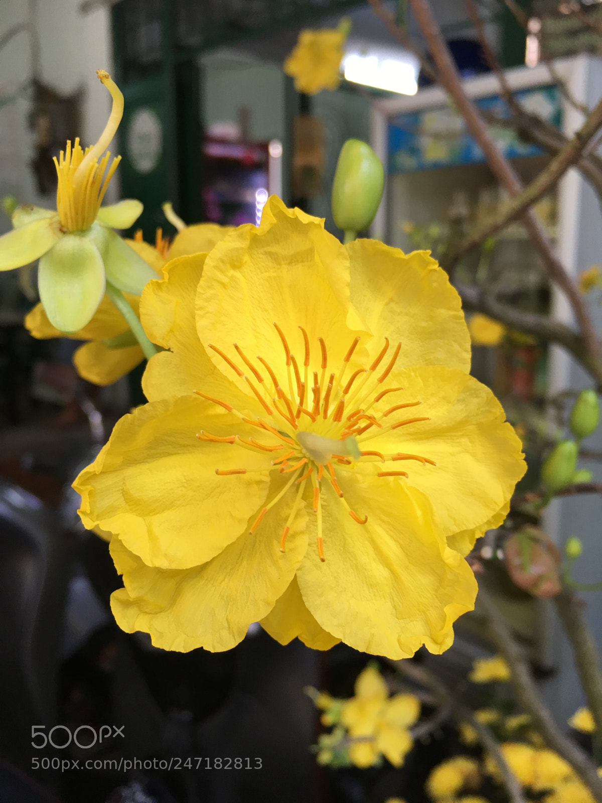 Apple iPhone 6s Plus sample photo. Viet nam hcm flower photography