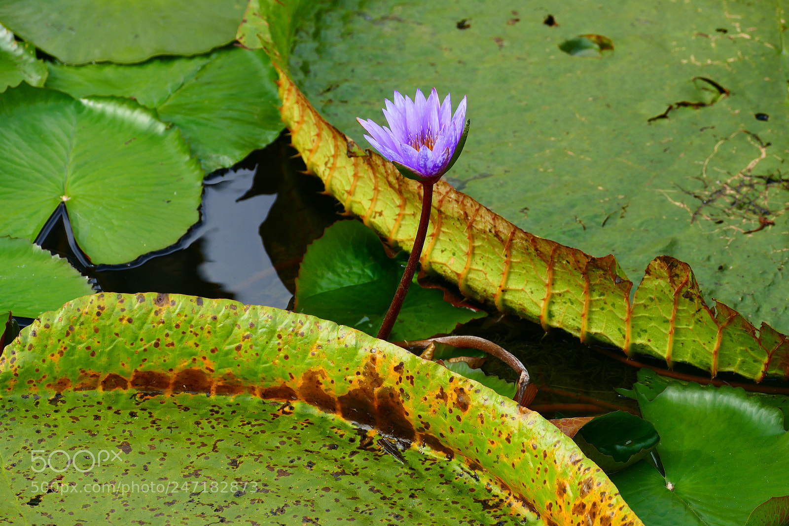 Panasonic Lumix DMC-FZ1000 sample photo. Lotus photography