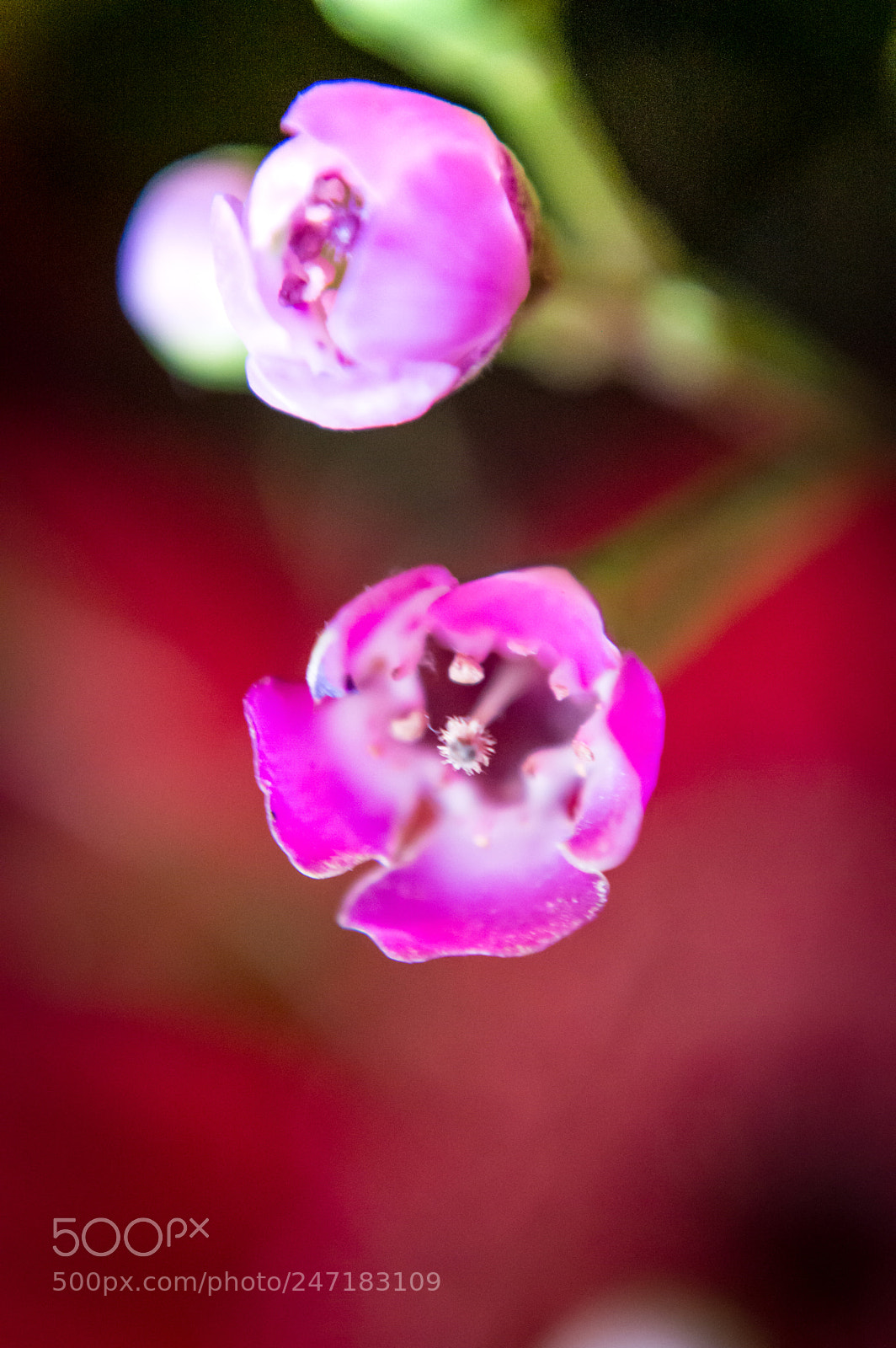 Nikon D3200 sample photo. Valentines flowers photography